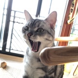 狗哥哥pekopeko