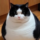 胖猫