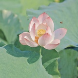 麦兜