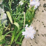 开心阿冯