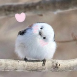 一勺清茶