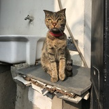 然然然而