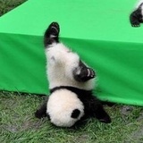 哒猕