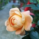 夏至