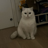 可以