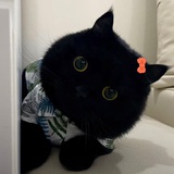 安猫猫