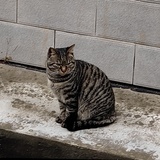 木木