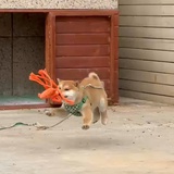 halfmagic