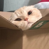 默白