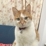 正在抓小可爱