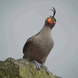树上有个酸橙子