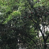 胖脸涂涂