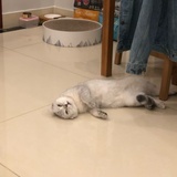 Fi