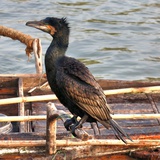 Eurus