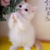 猫吖喵啊咪