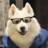 犬易