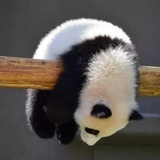 盘尼西林
