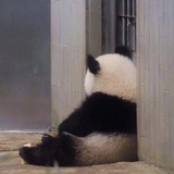 咕呖呱啦
