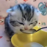 青椒拌饭