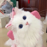 猫猫不知道哇🧸