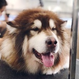 小酒鬼