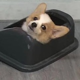 是JOJO呀