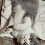 猫子呵