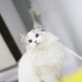Yuzu