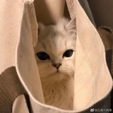 奥利奥
