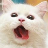 mzonecat