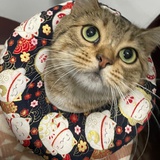 蕉下客