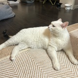 月光熔铁星