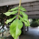 悦乐