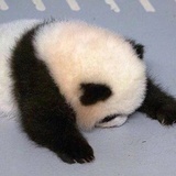手无缚鸡之力