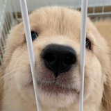 麦麦