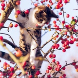 黑森林天下第一