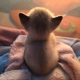 虎牙