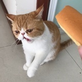 诺你的诺宝宝