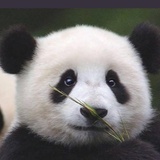 拉维·赛拉维