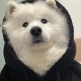 小狗要努力
