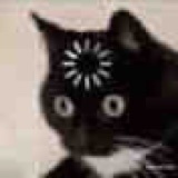 你才是猪