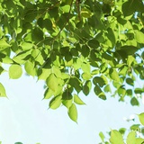 NIDIELAILE