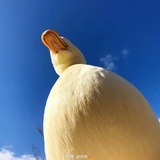 猫怼怼