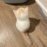 许如归