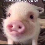 上帝视角在看你