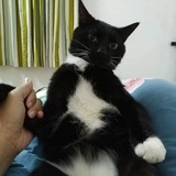 烧哥是只黑猫呀