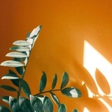 Little  sun