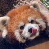 Licebear