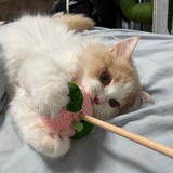 啾啾咘咘超可爱