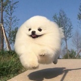 安林